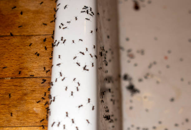 Best Pest Control Near Me  in Sherwood, OH